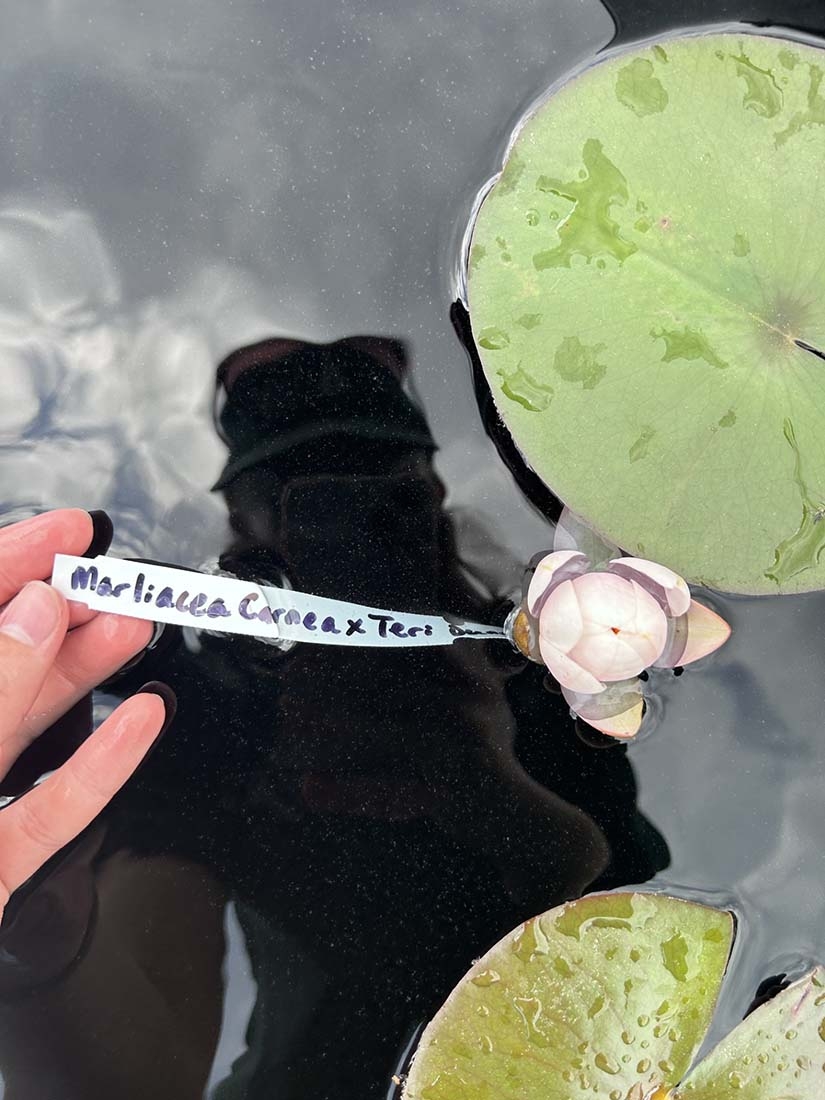A hand holding a tag attached to waterlily bud