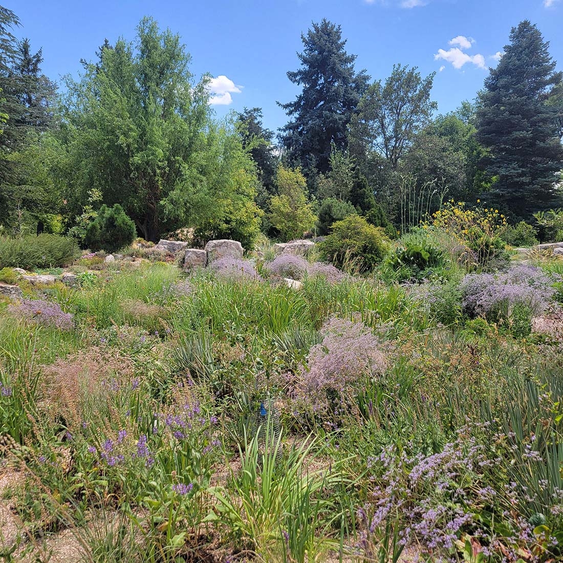 The Rock Alpine Garden