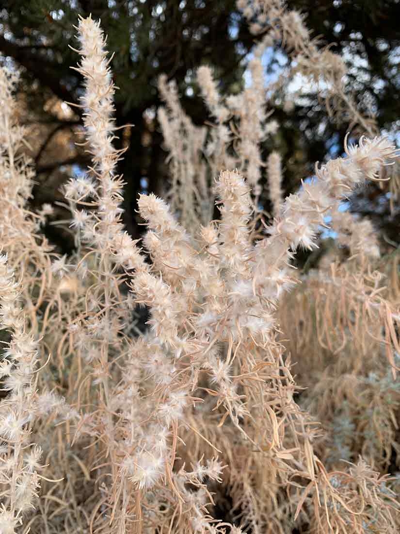 Beige seedheads resemble furry candles