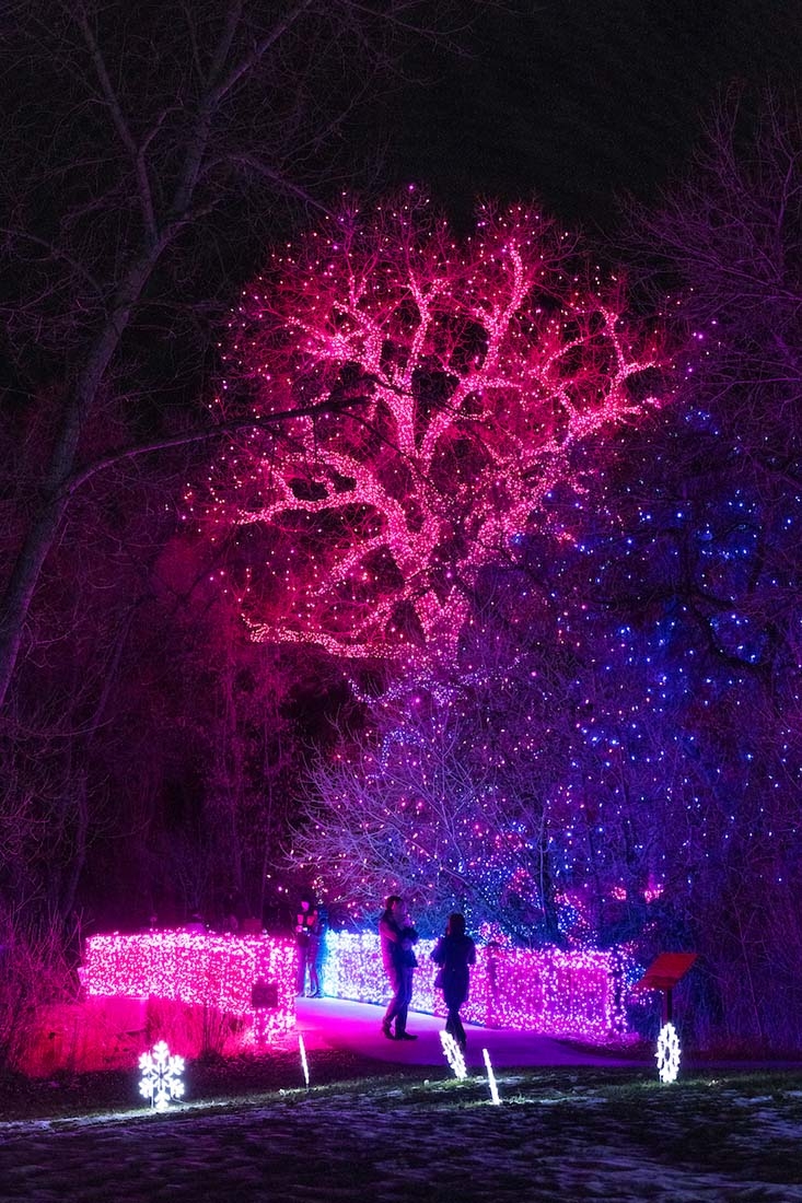 Tree and bridge in holiday lights