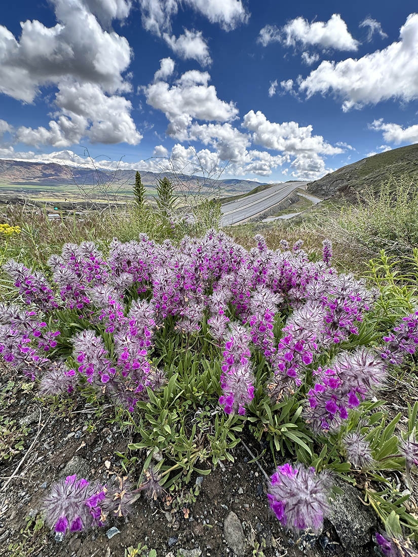 Feathery purple Ajuga lavandulifolia