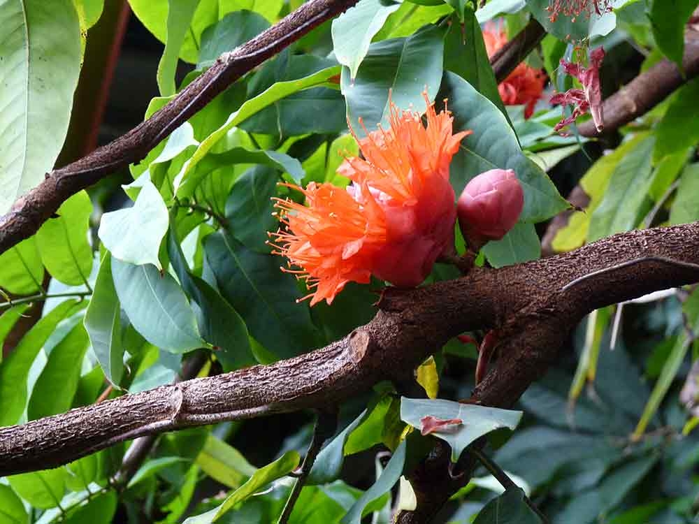 Bright red/orange flowers 