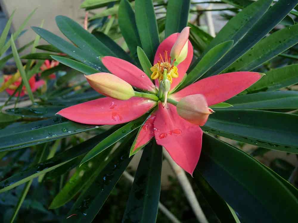 Red leaves in front of green leaves