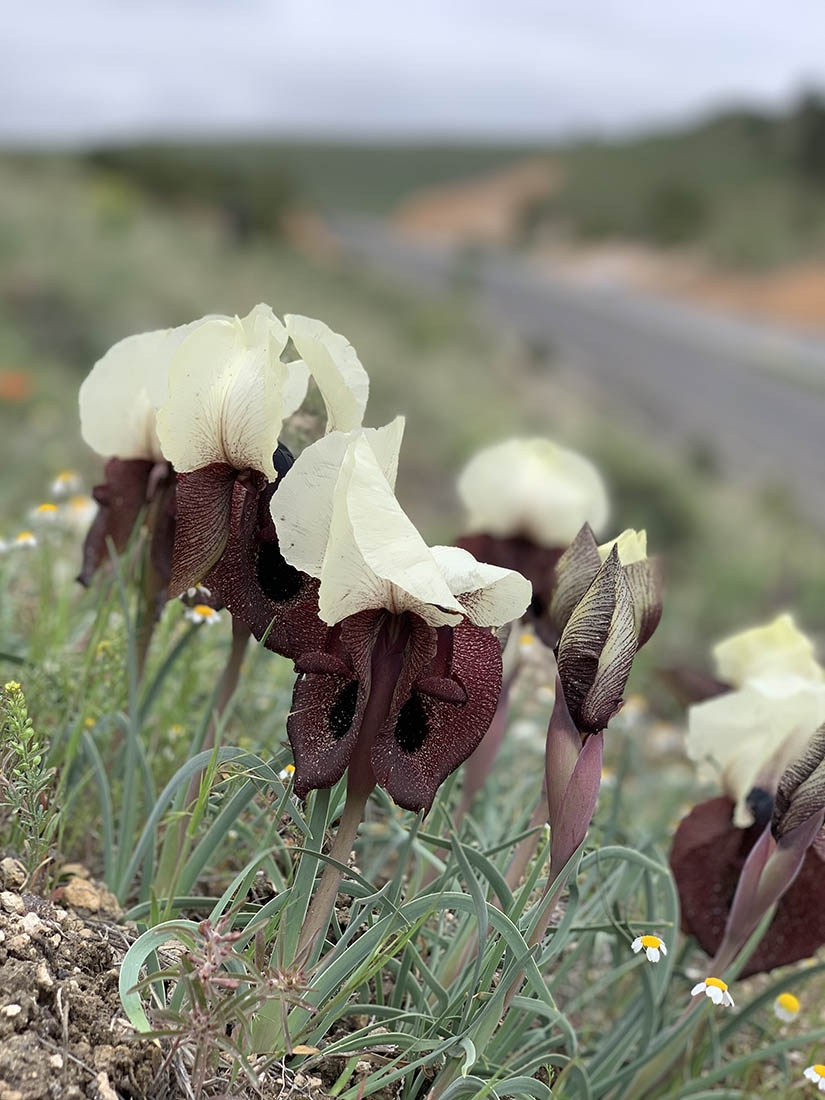 Small irises growing wild by a roadside