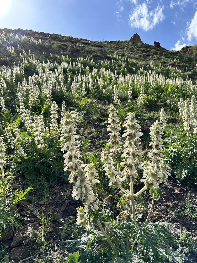 A filed of white blossomed Phlomoides laciniata