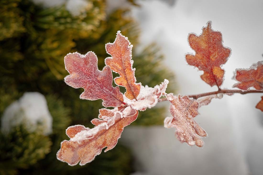 A frosted leaf