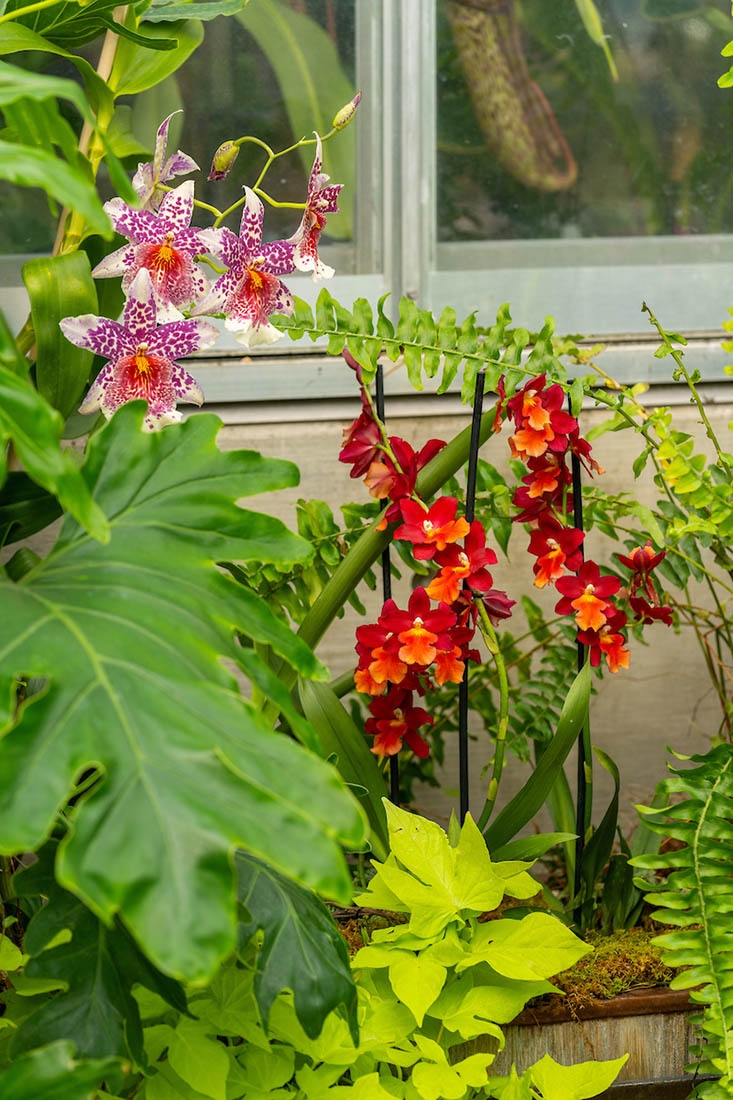 multiple orchids on display