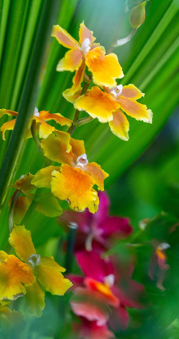 gold and magenta orchids