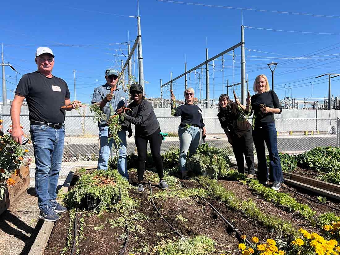 People standing in a garden. They are harvesting vegetables.