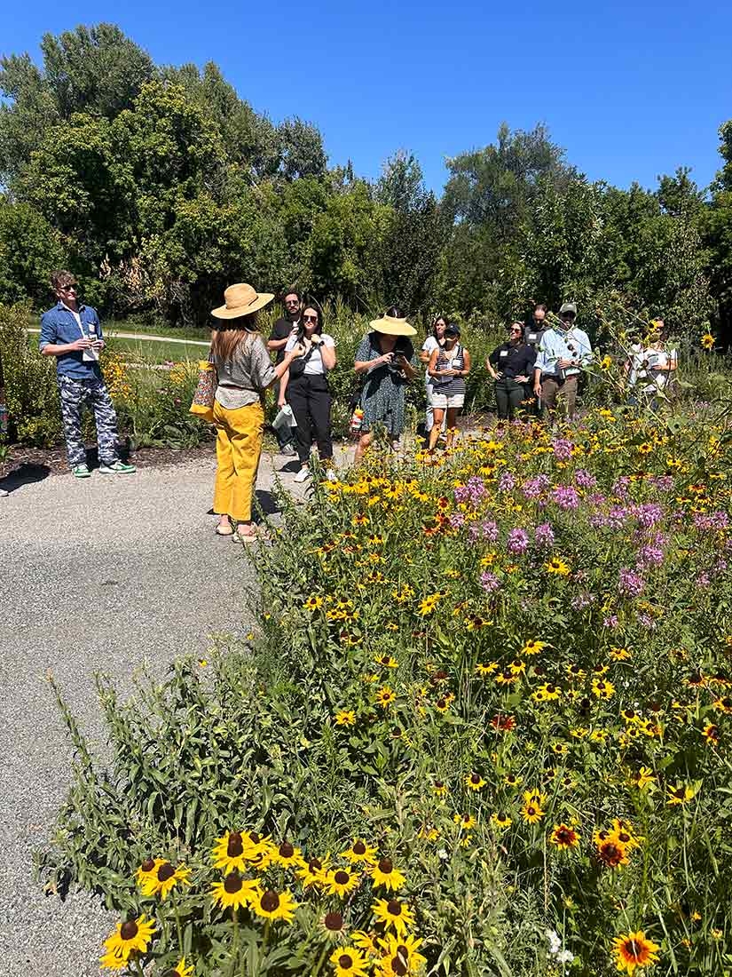 People standing on a path outside looking at a field of yellow flowers