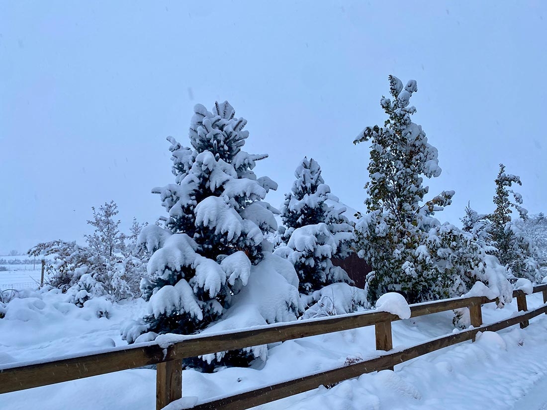 heavy snow on evergreens