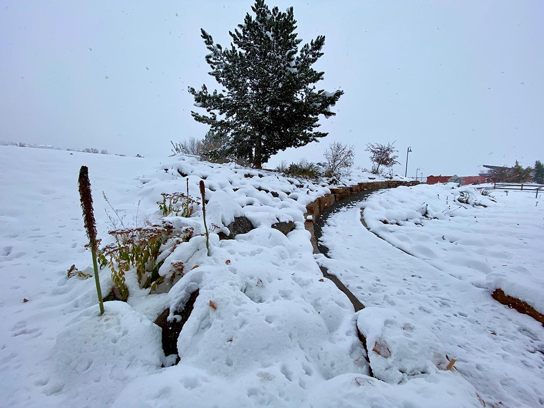 heavy snow on plants