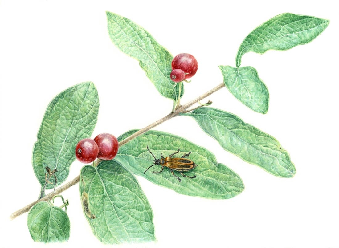 Kelsey Wilson, "Honeysuckle Berries," watercolor, 2020. © Kelsey Wilson.