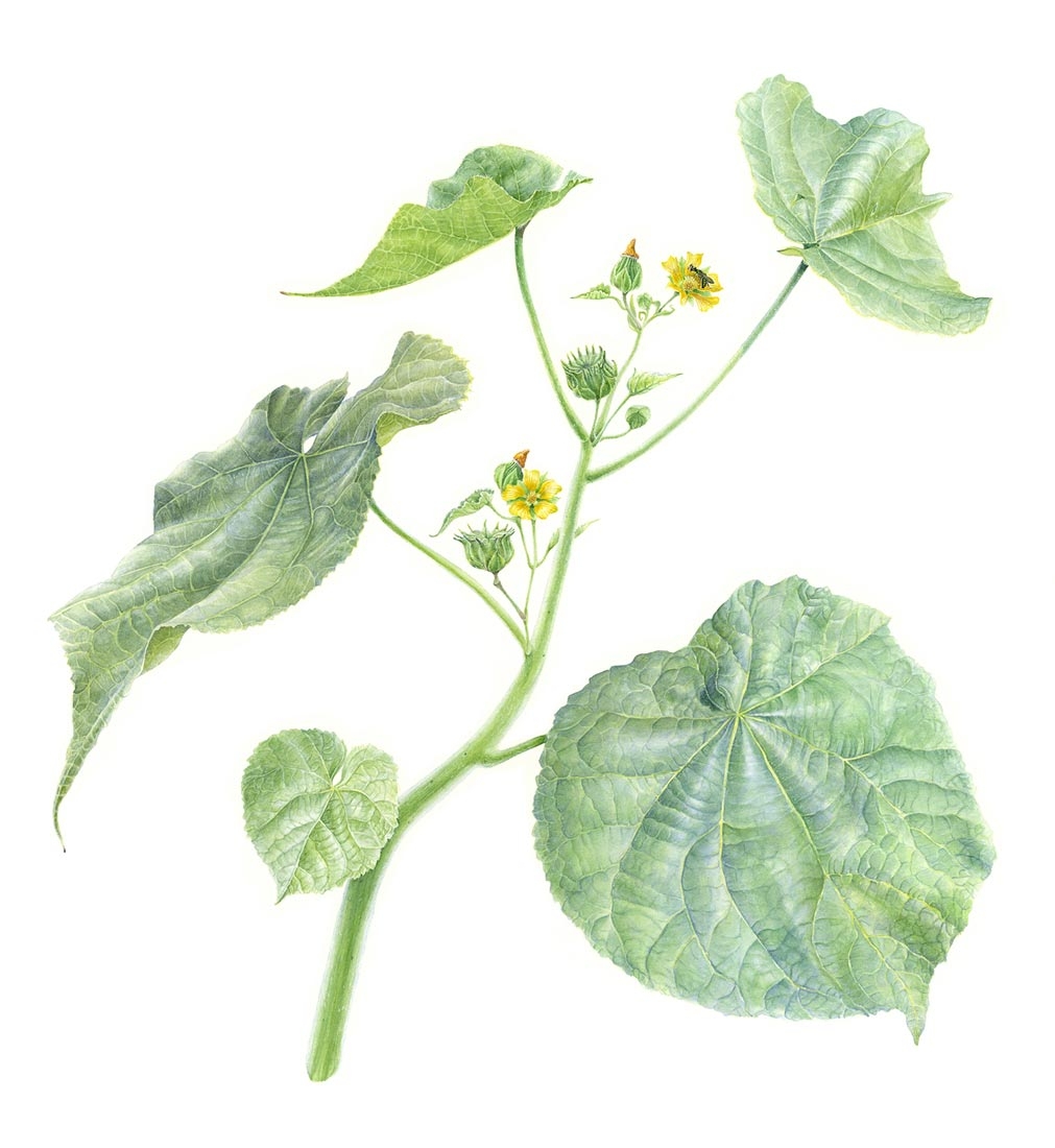 Kelsey Wilson, "Velvet Leaf," watercolor, 2020. © Kelsey Wilson.