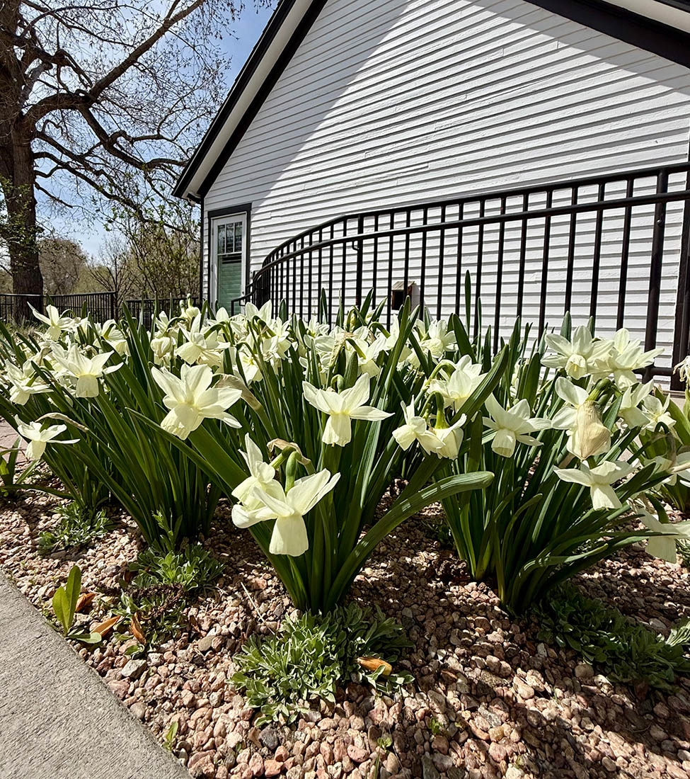 White daffodils in front of a black fence and white house