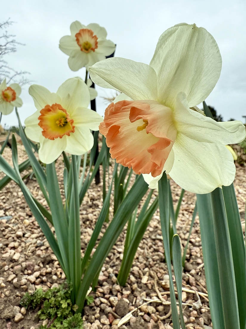 Daffodils with creamy outer petals and peach pink centers