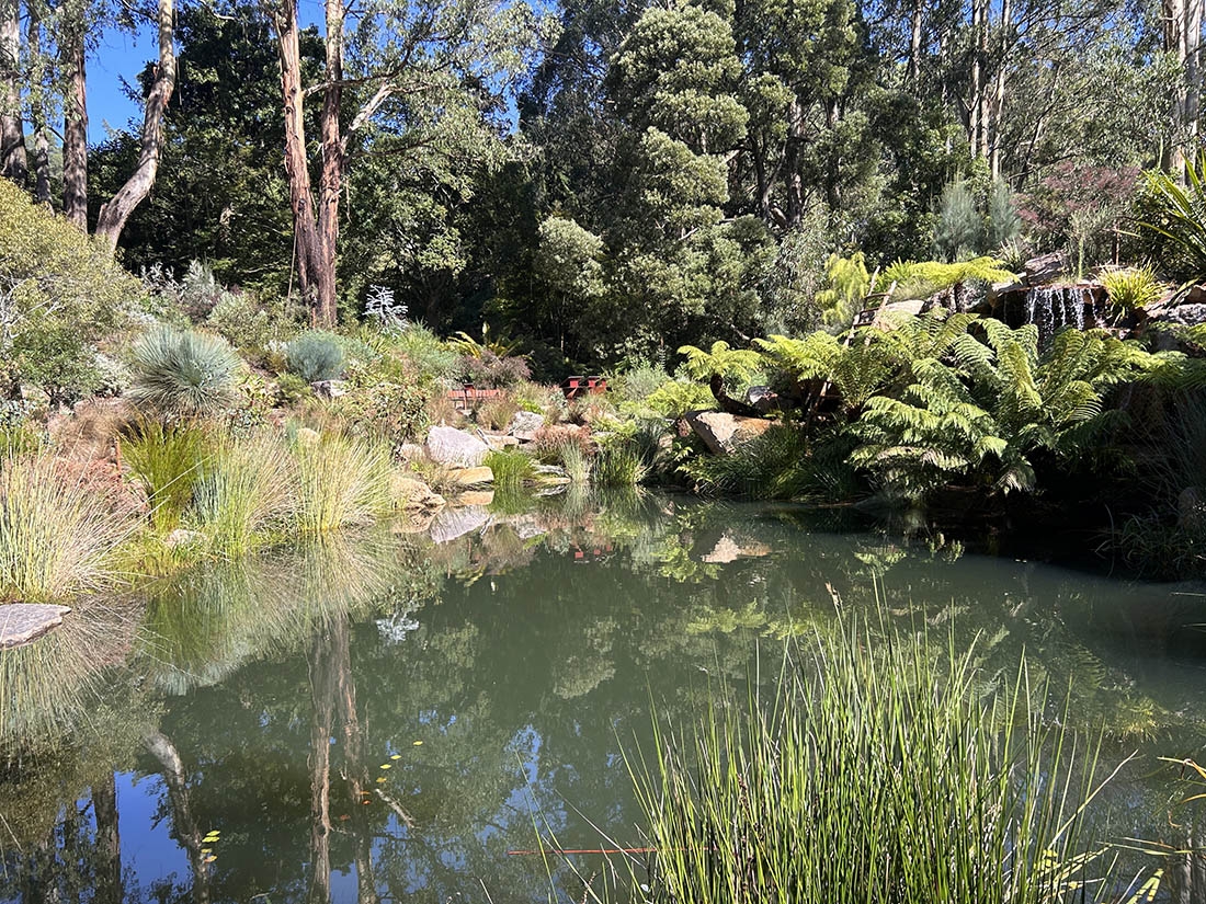 a pond bordered by plants and trees