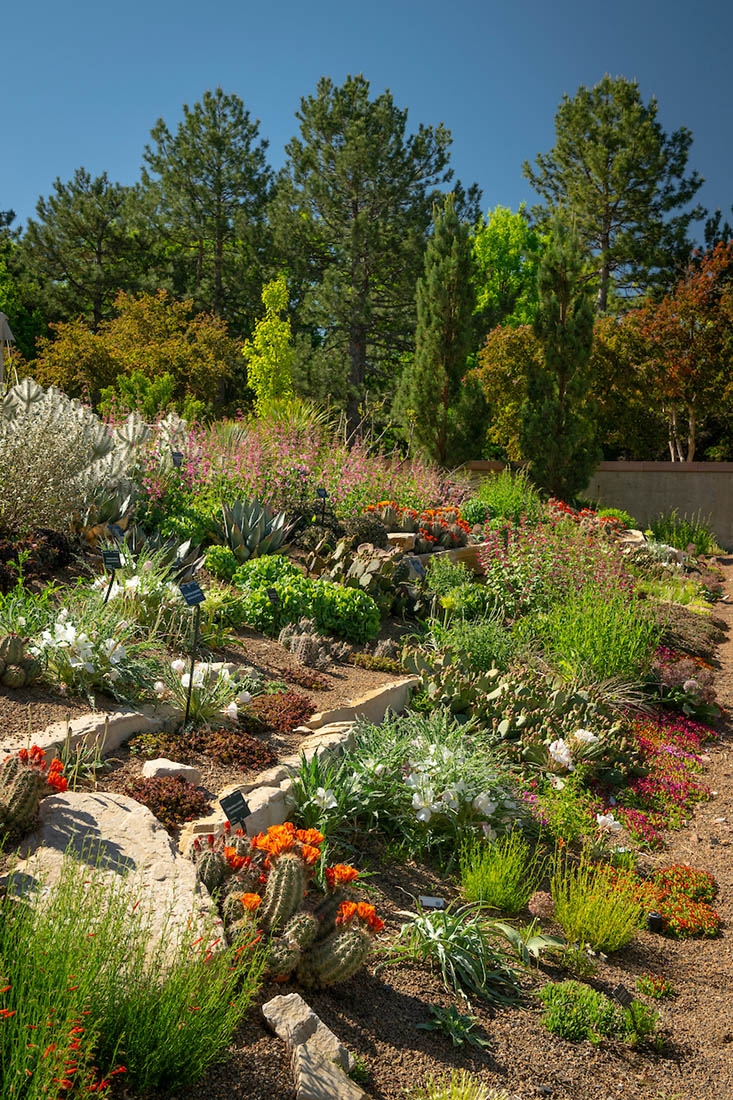 a rocky garden slope with a variety of low-water plants