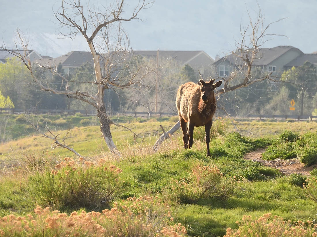 Elk standing by tree with houses in background