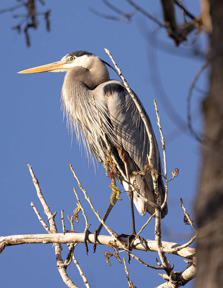 Great blue heron on tree branch with blue sky