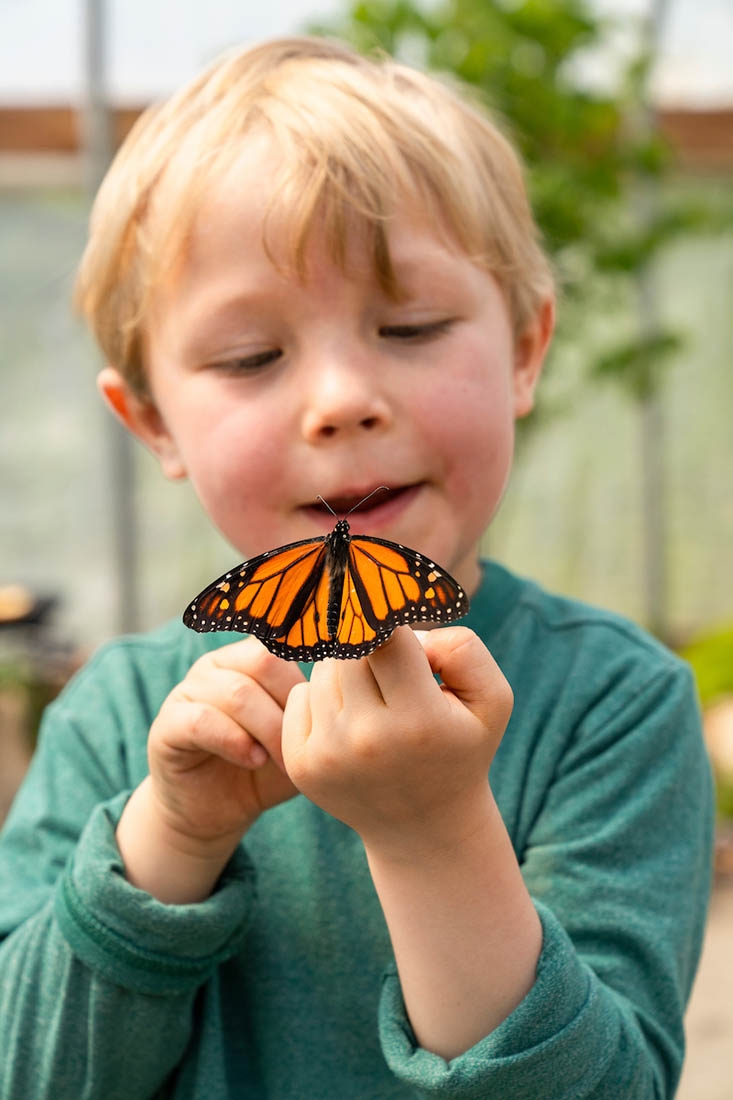 Little boy with monarch butterfly on his finger