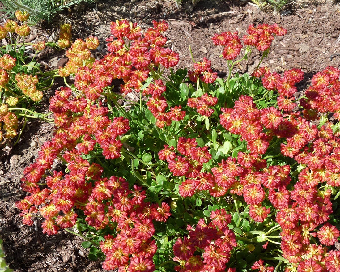 Eriogonum umbellatum Kannah Creek