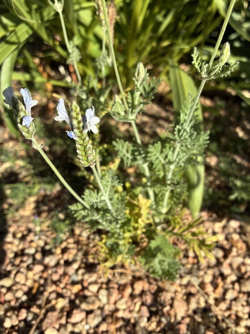 Lavandula multifida