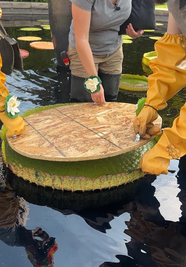 Person adding a round wooden weight to a water lily pad