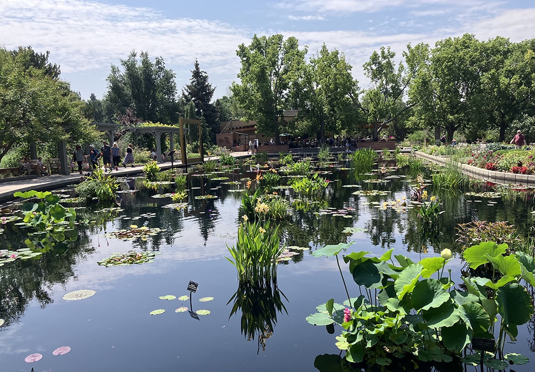 Monet Pool filled with water lilies and cannas
