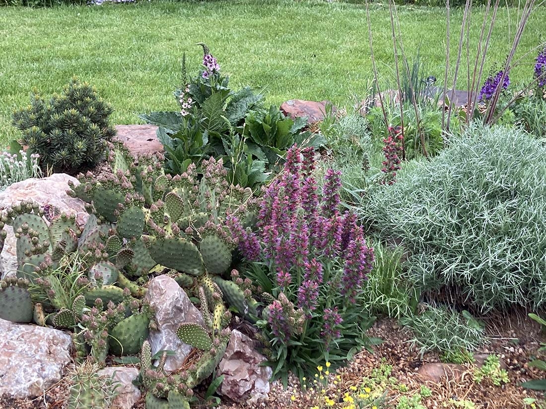 cacti and low-water plants in garden
