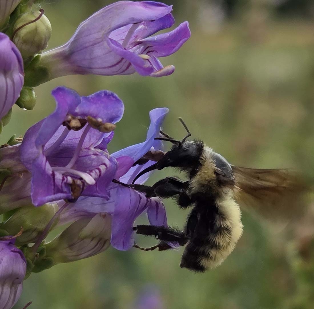 Light purple flowers with a bee