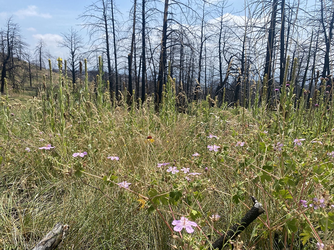 wildflowers emerging in wildfire burn scar