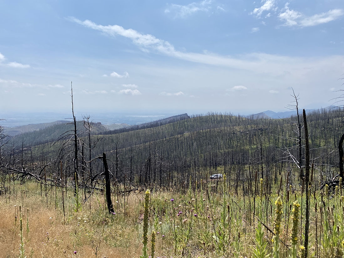 New growth emerging in wildfire burn area, white truck in far distance