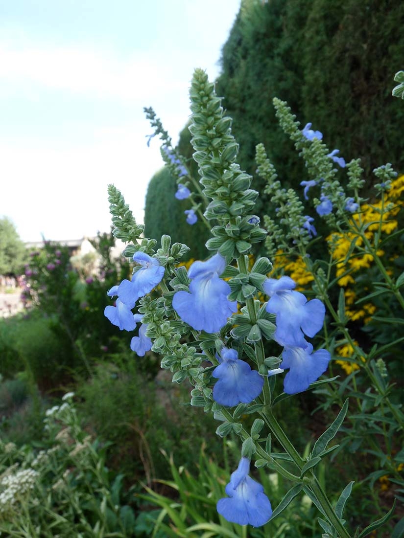 Salvia azurea var grandiflora