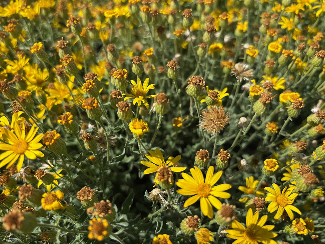 close-up of yellow hairy false goldenaster