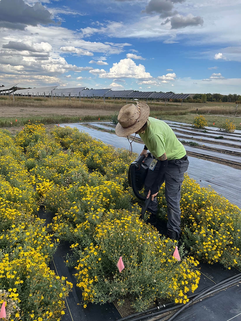 person in trial garden