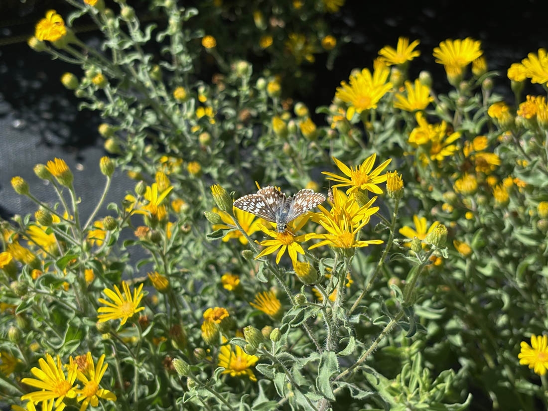 pollinator on yellow flowers