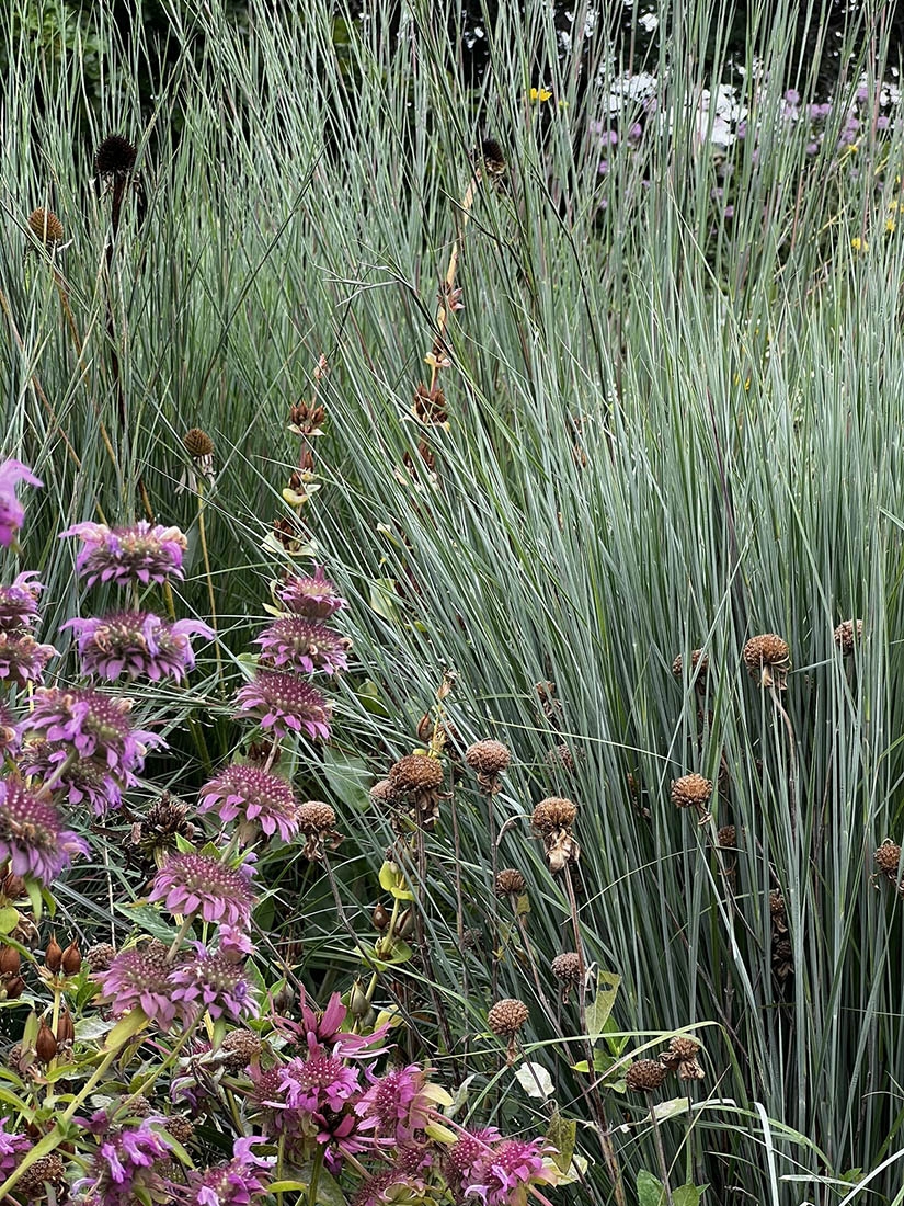 grasses and native flowers