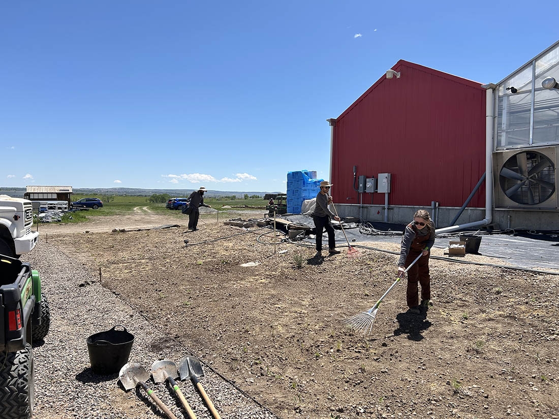 people sowing seeds in dry ground