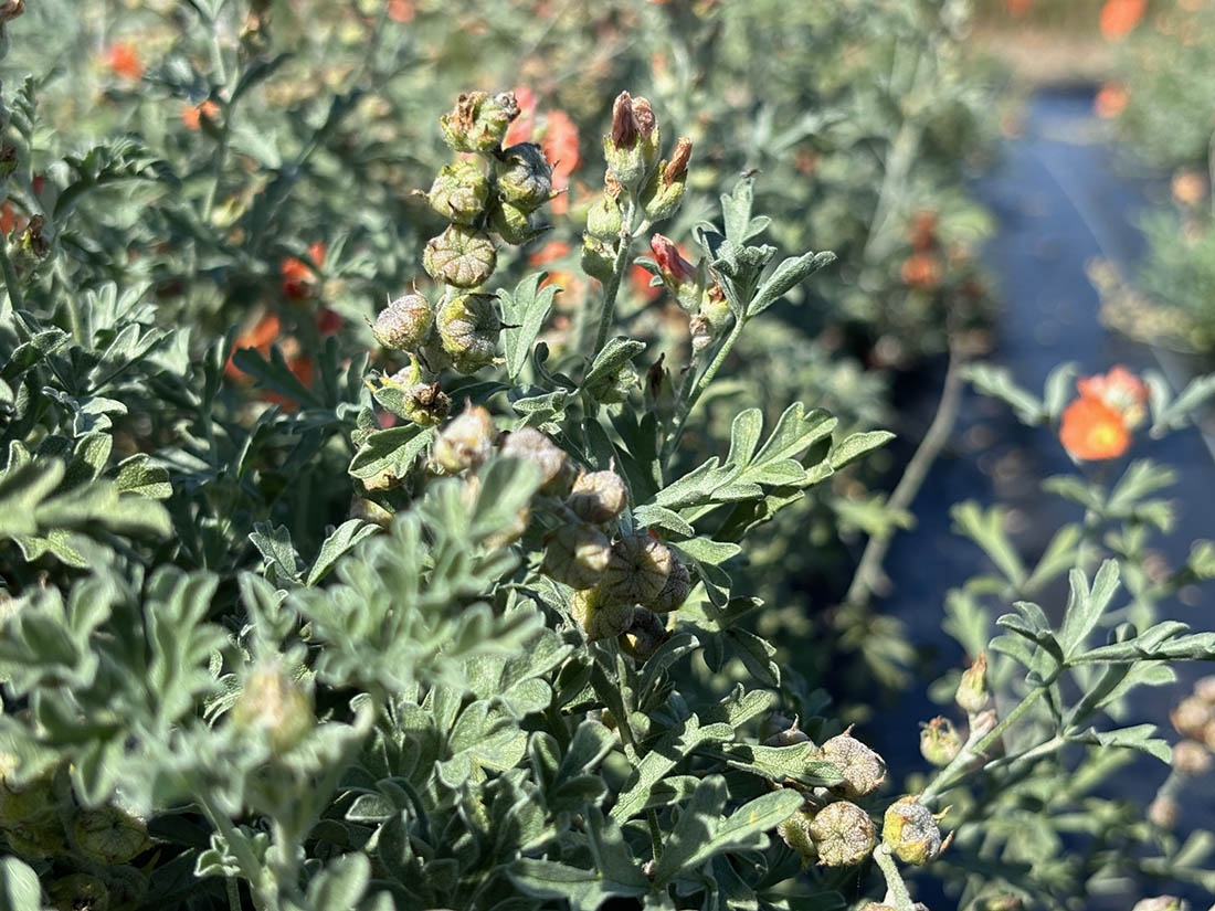 close-up of scarlet globemallow plants