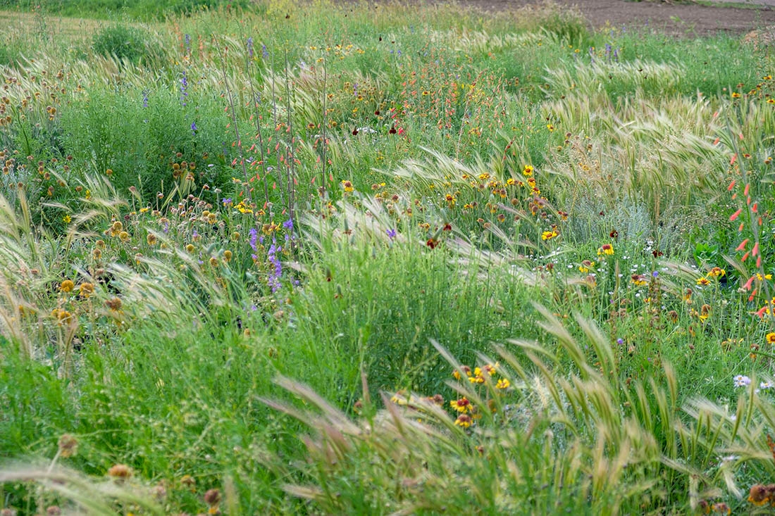 native grasses