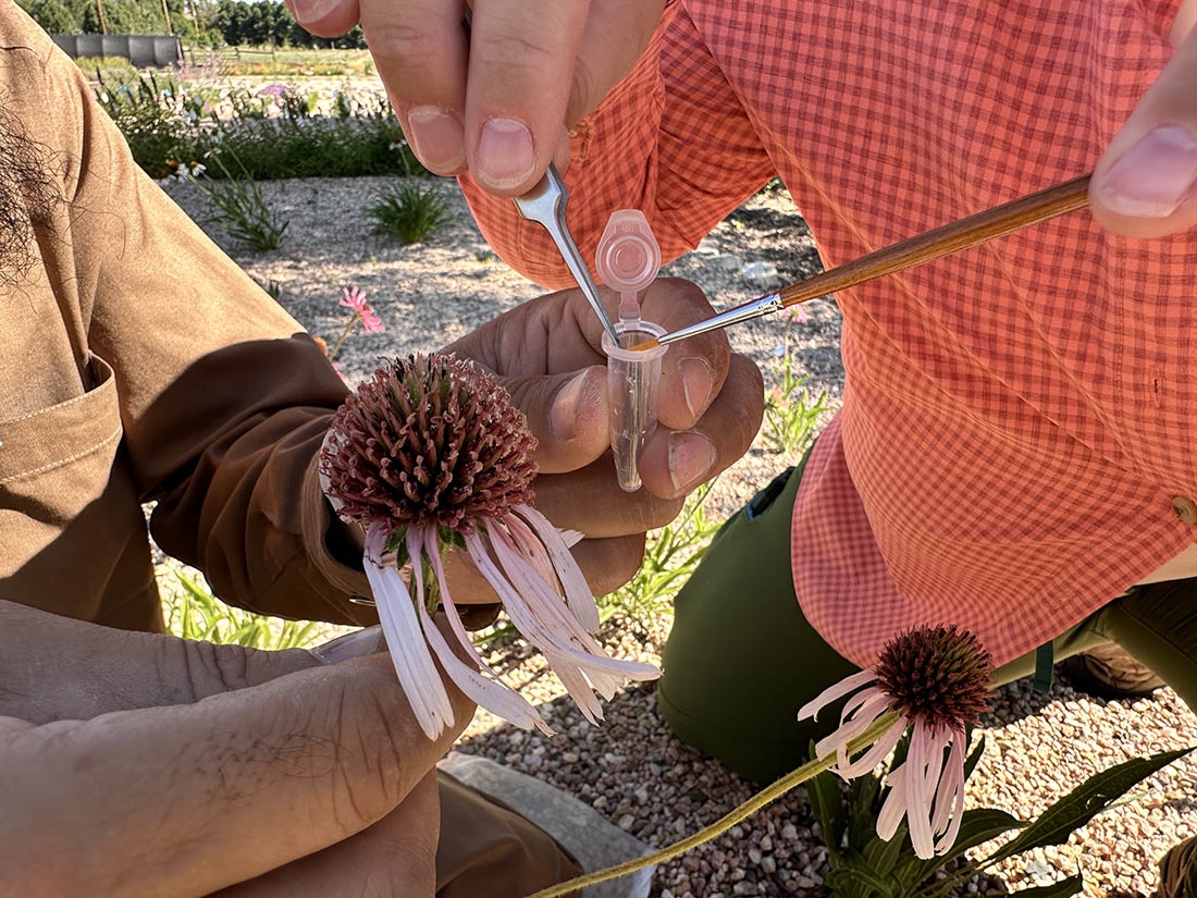 a person using delicate tools to put flower pollen in a tube