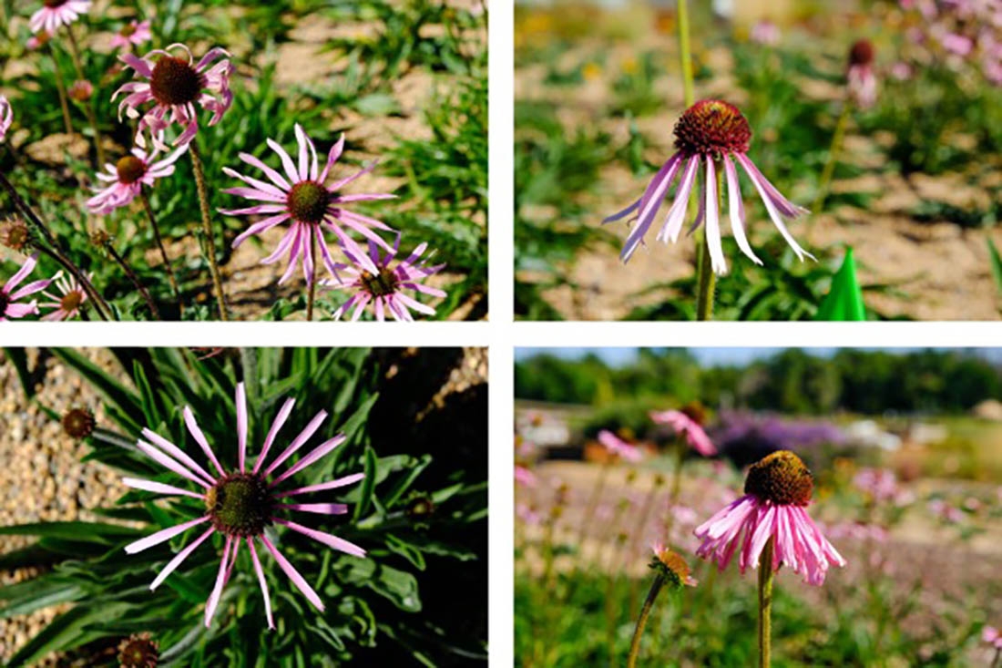 four images showing different cross of a flower