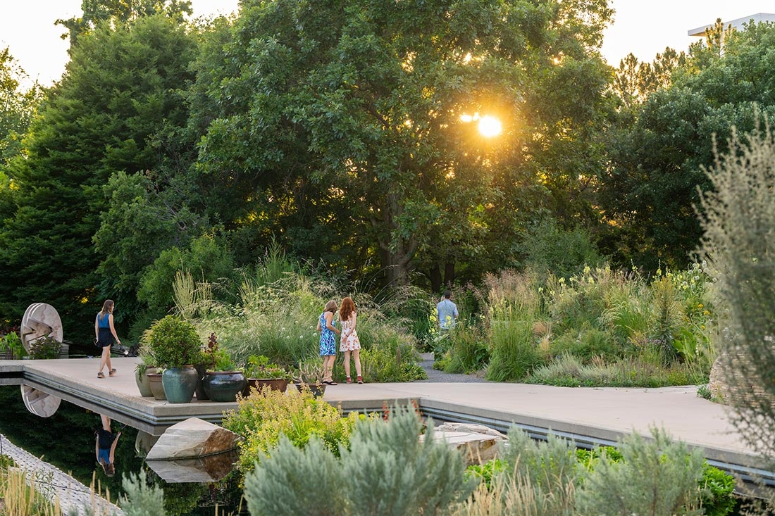 Summer evening in a garden
