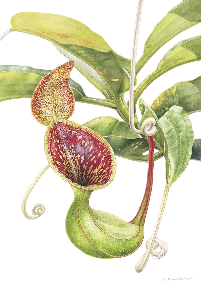 Mieko Ishikawa, "Nepenthes (Nepenthes lowii)," watercolor, 2023.
