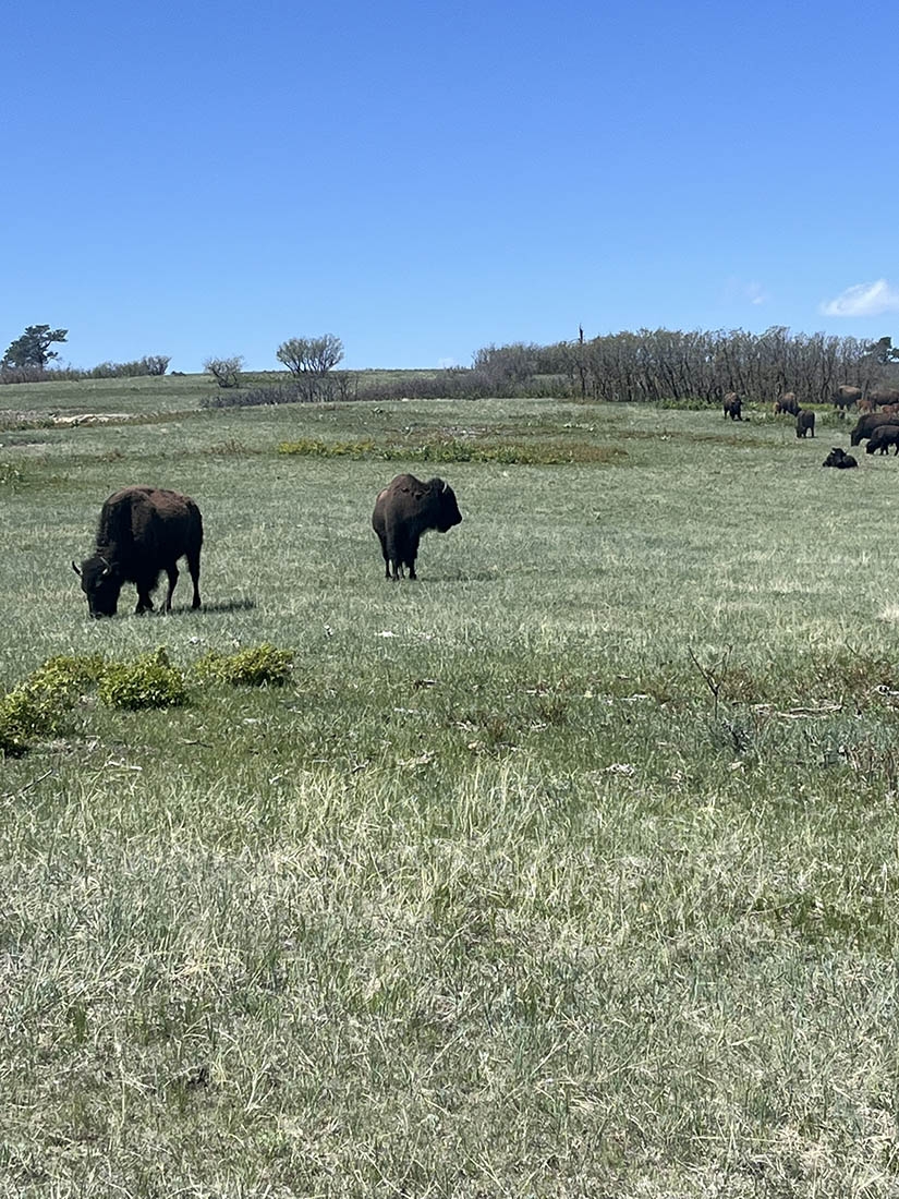 A field with bison