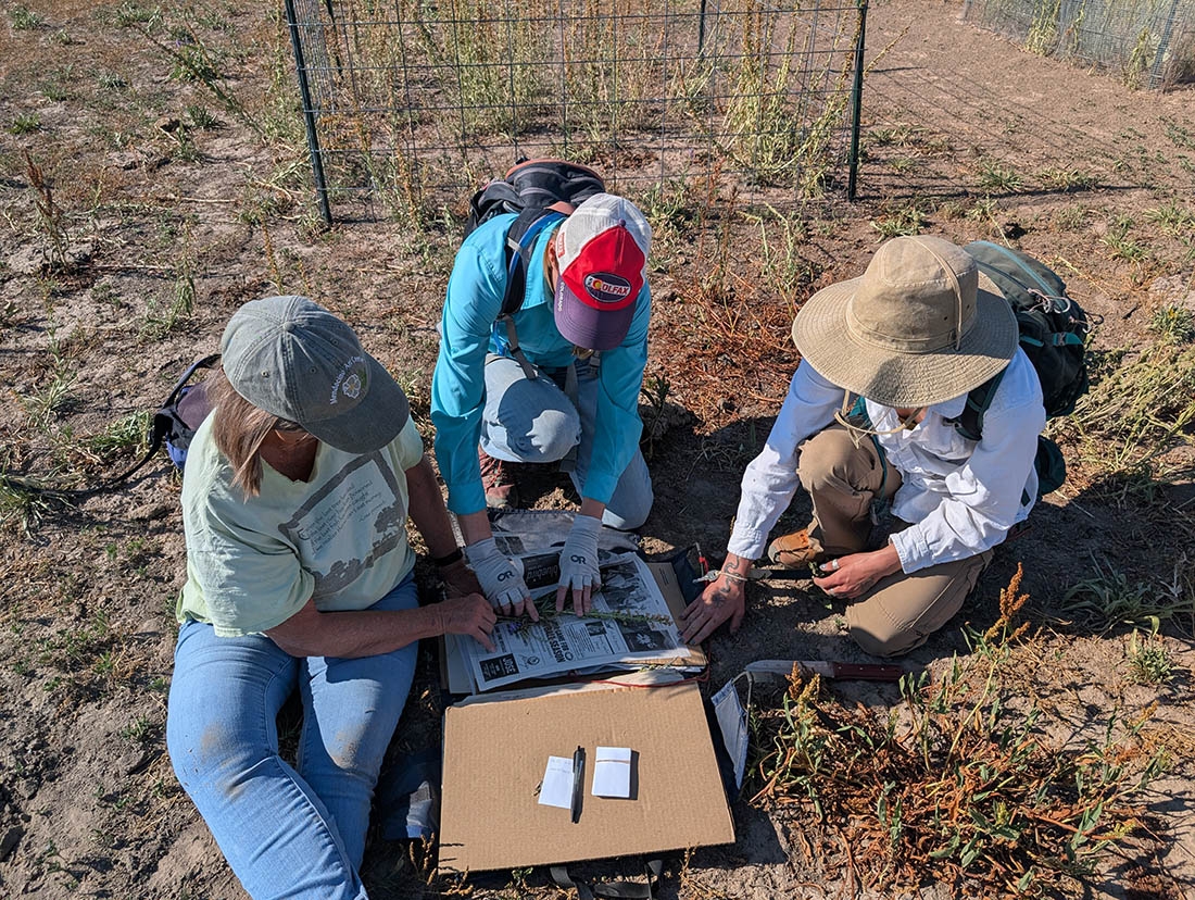 Three people kneel to press a collected plant among newspaper and cardboard