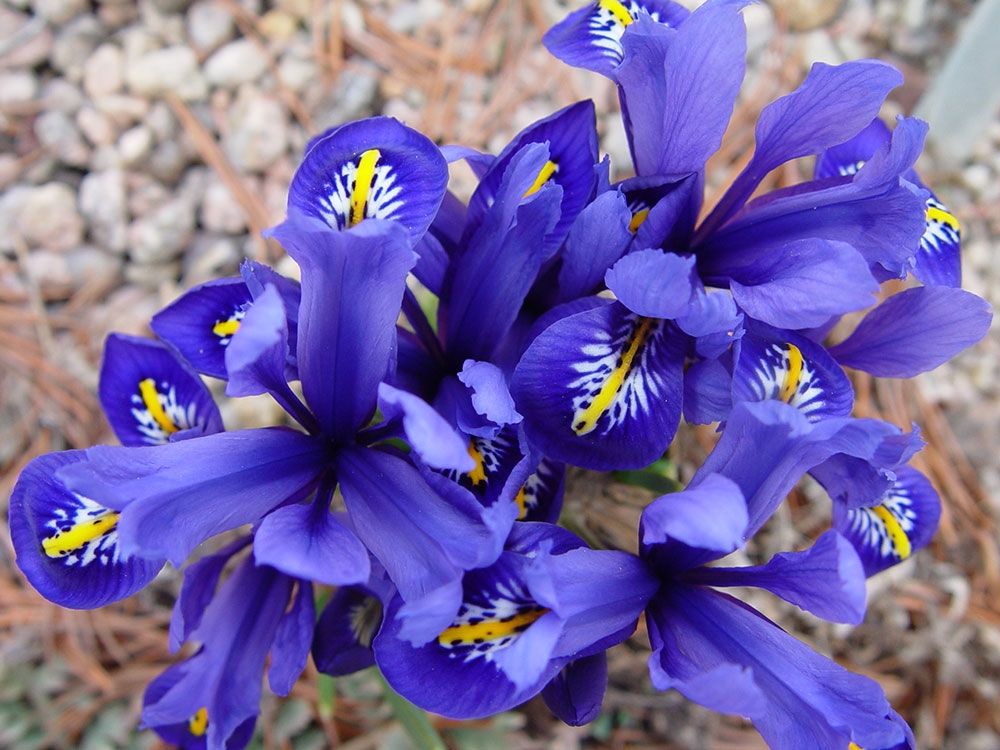 Iris 'Harmony'