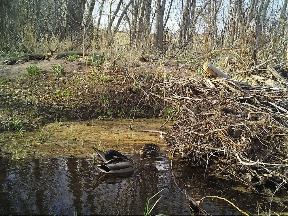 Mallard pair (Anas platyrhynchos) - Downstream camera - 4/14/2017, 5:46 p.m.