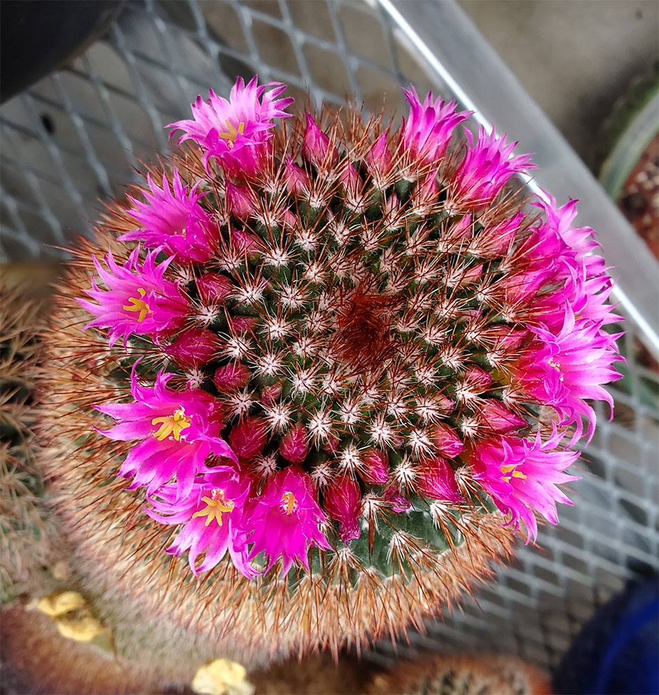 Mammillaria spinosissima